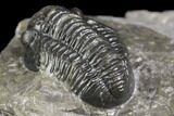 Detailed Gerastos Trilobite Fossil - Morocco #141679-4